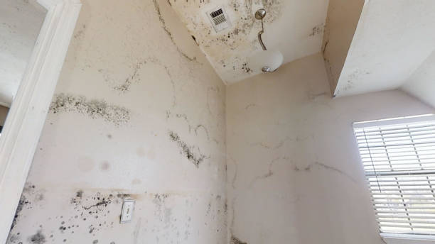 Best Dehumidification Services  in Fairlea, WV