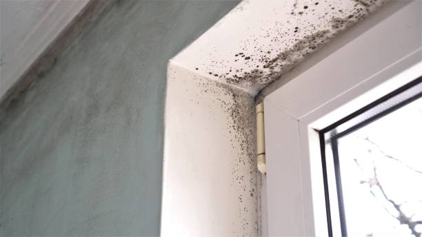 Best Mold Prevention Services  in Fairlea, WV