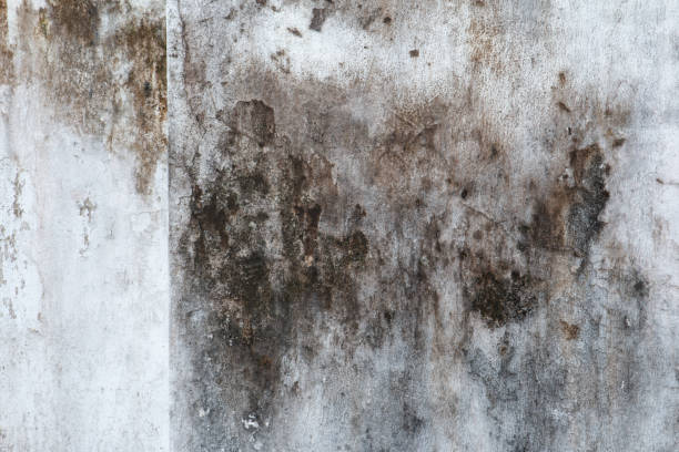 Best Real Estate Mold Inspection  in Fairlea, WV