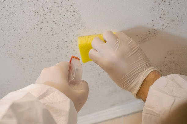 Best Attic Mold Removal  in Fairlea, WV