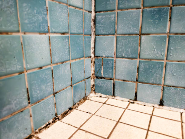 Best Post-Construction Mold Inspection  in Fairlea, WV