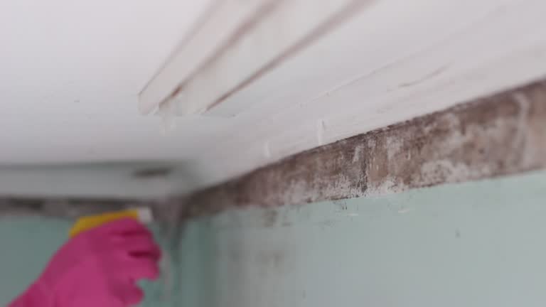 Best Water Damage & Mold Remediation  in Fairlea, WV